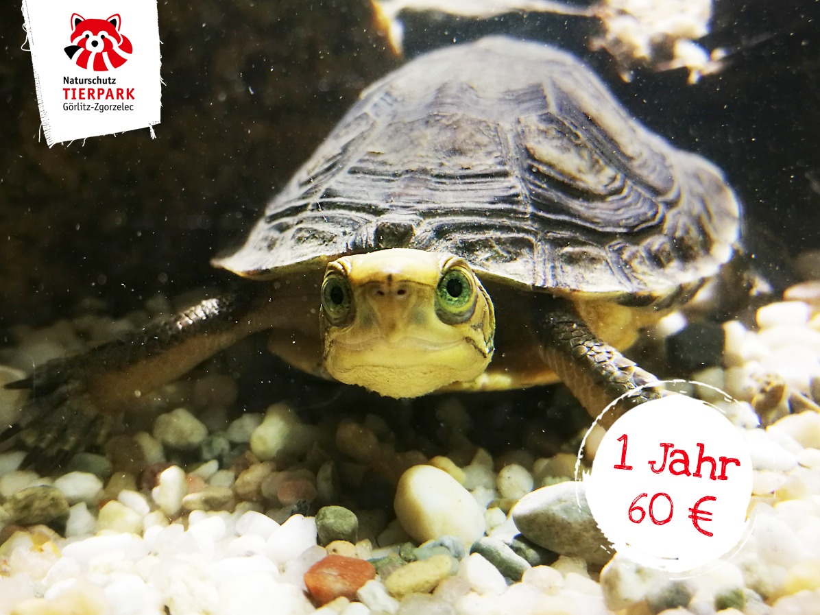 Goldkopfscharnierschildkröte „89“