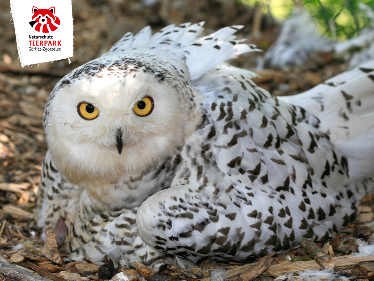 Schnee-Eule „Hedwig“