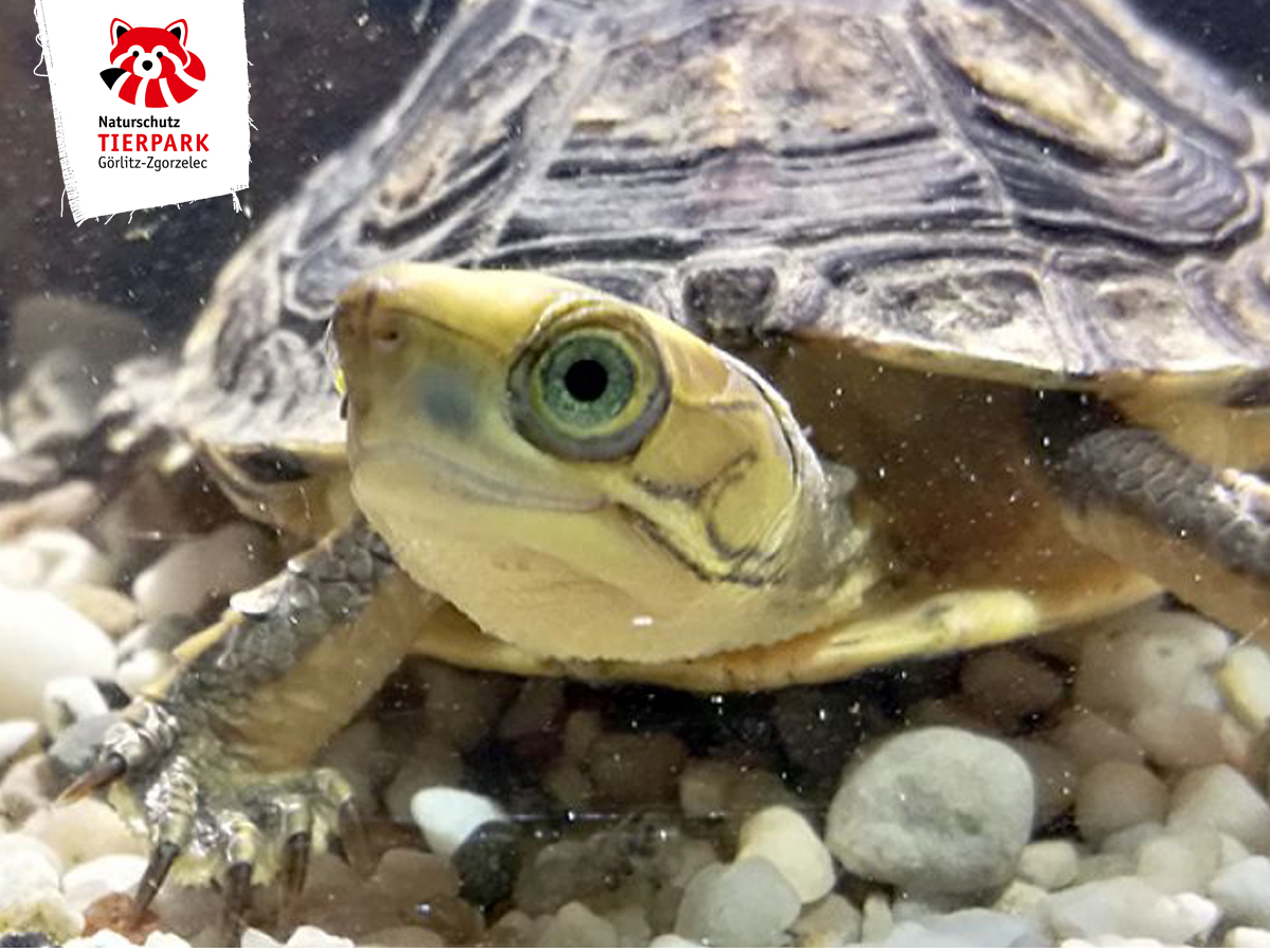 Goldkopfschanierschildkröte