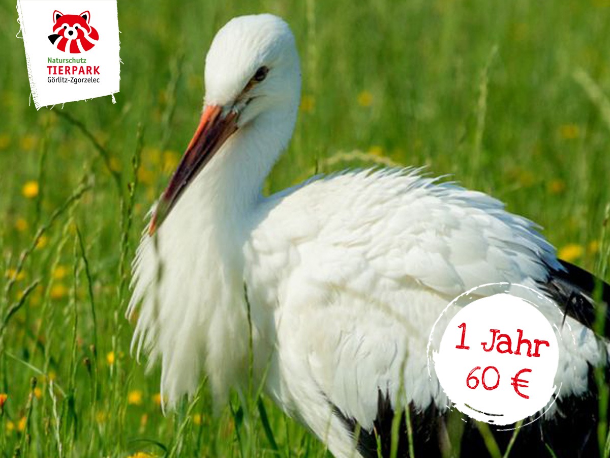 Weißstorch - Oberlausitz