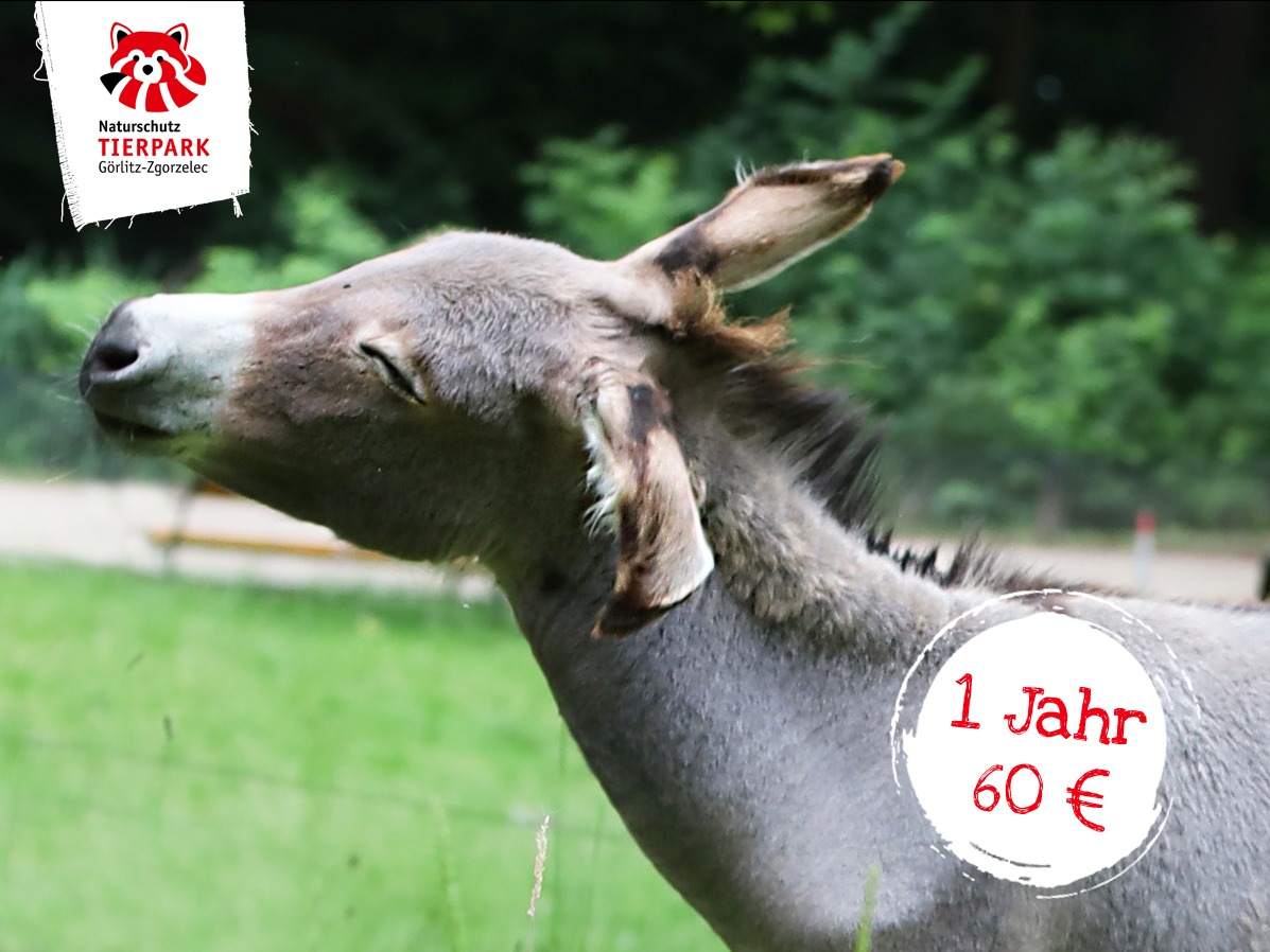 Thüringer Waldesel | Tierarten-Patenschaft | Zoo Görlitz
