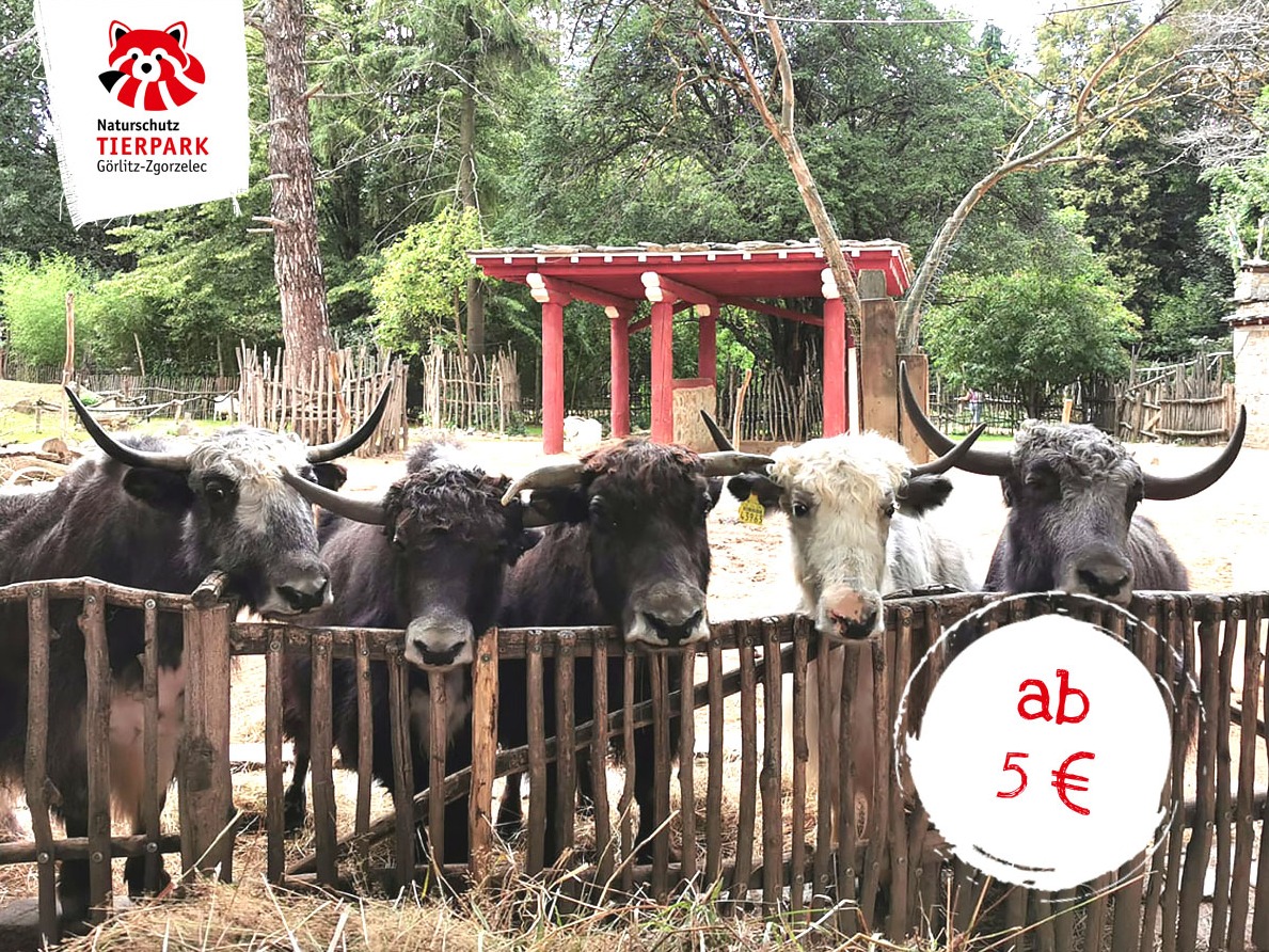 Futter-Patenschaft: Yak