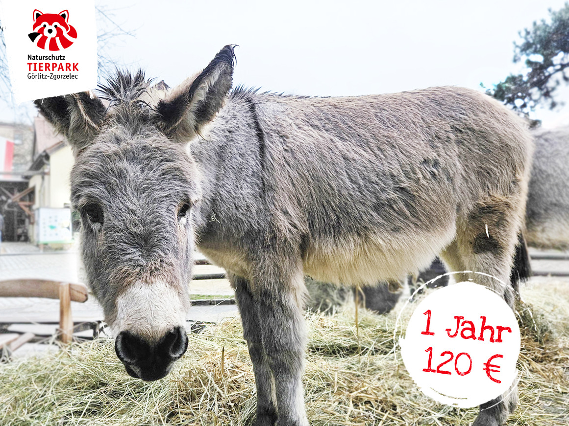 Thüringer Waldesel „Tarius“ | Exklusiv-Patenschaft | Zoo Görlitz