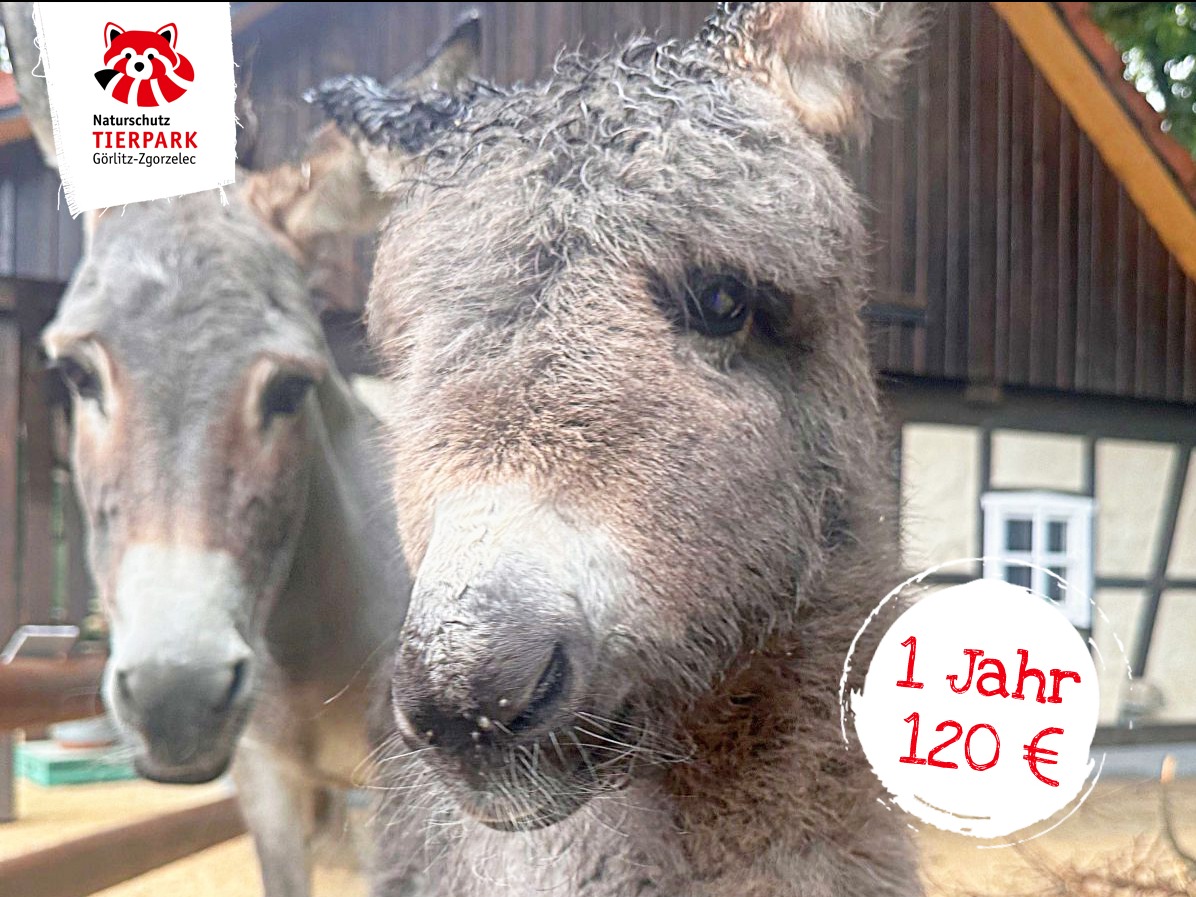 Thüringer Waldesel „Tamira“ | Exklusiv-Patenschaft | Zoo Görlitz