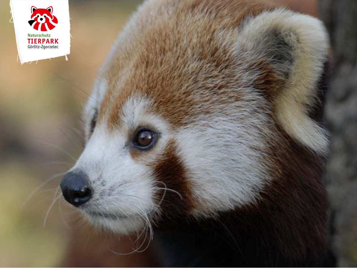 Roter Panda - Nepal