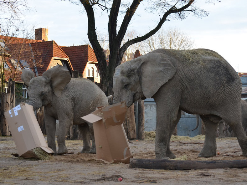 Tierische Bescherung Elefantenkühe - 10 Uhr