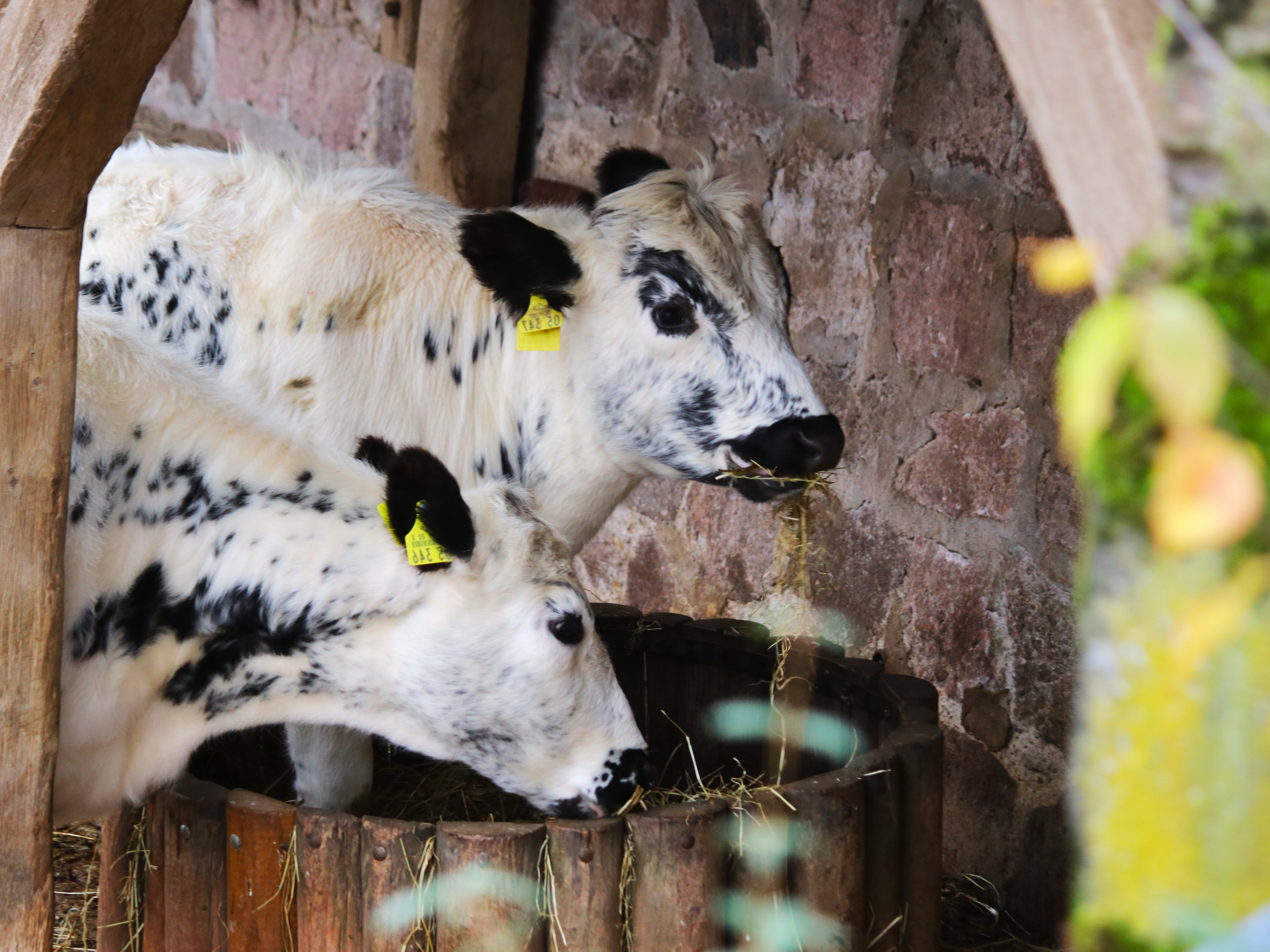 Gutschein - Tierpfleger auf Zeit – Reilsalm (150 min)