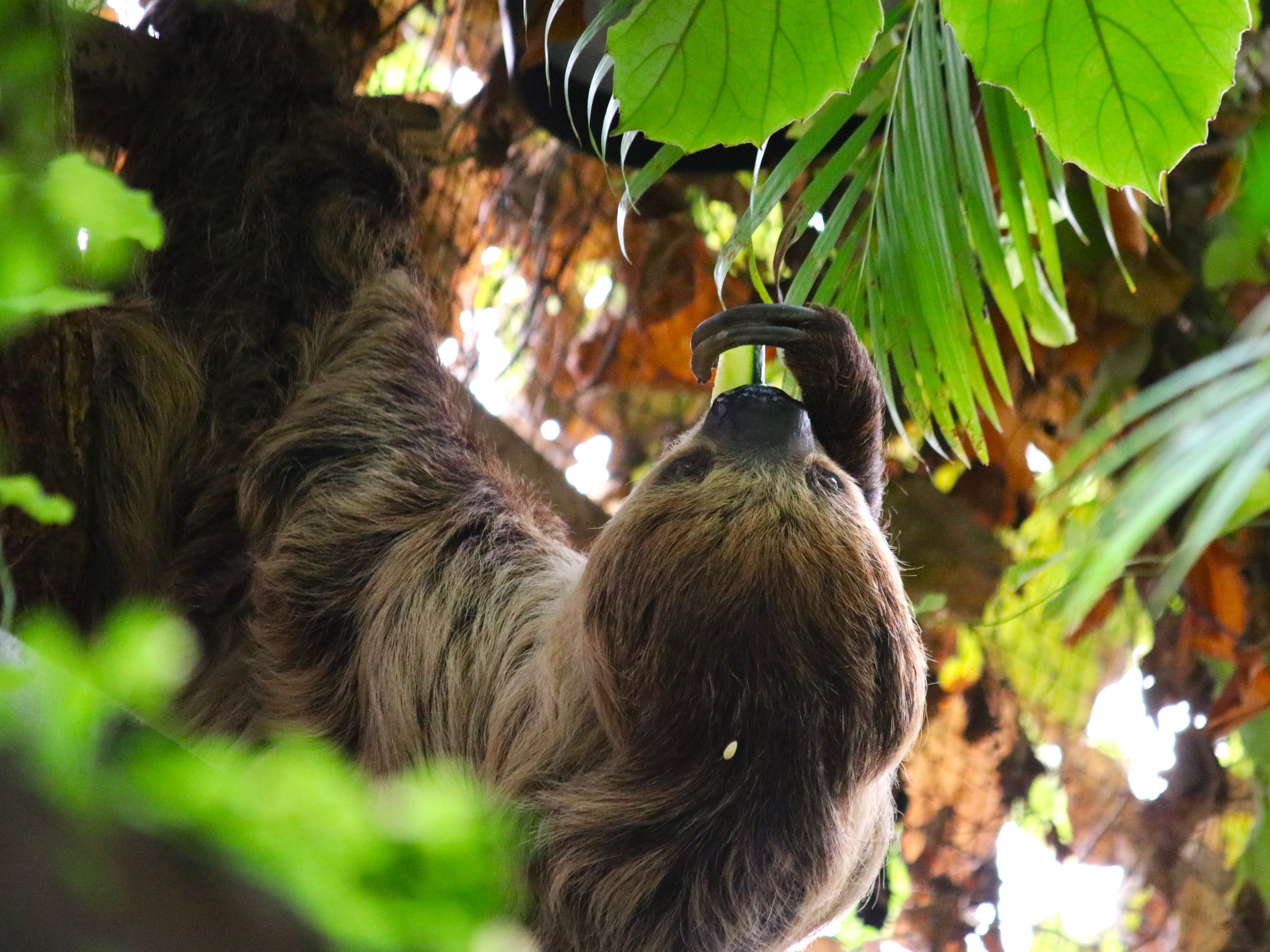 Gutschein - Tierpfleger auf Zeit – Schimpansenhaus (150 min)